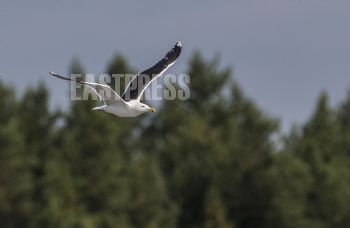 EA292961, Eastpress, Porvoo, Finland